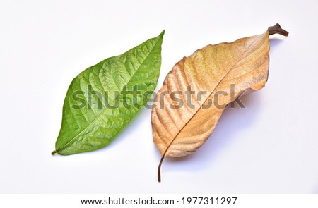 isolate picture of dry leaves and fresh leaves from petrea volubilis or purple wreath