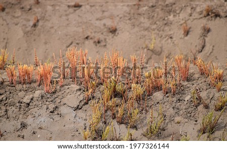 Plants in Piles of Soil on a Test field