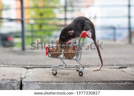 A wild red rat climbed onto a cart of walnuts from the supermarket. I go to the supermarket to buy