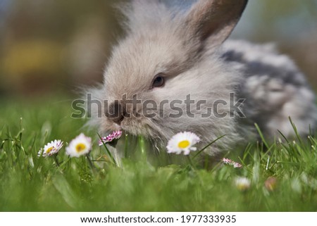 Fluffy Bunny In Some Flowers