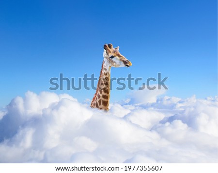 Funny Giraffe above white clouds on blue sky background