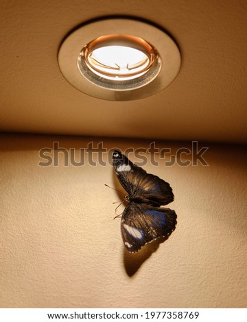 Tropical butterfly near lamp in home interior