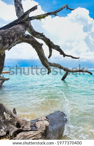Blue sea shore and broken trees , this beautiful picture was been captured in the Elephant beach in Andaman.
