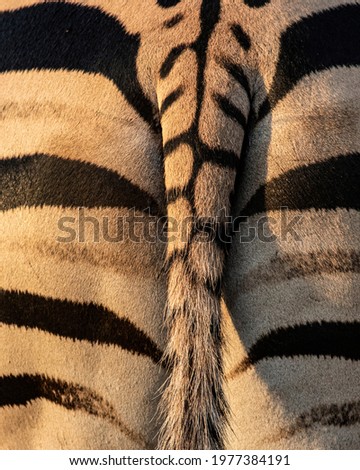 Zebra tail and pattern, stripes