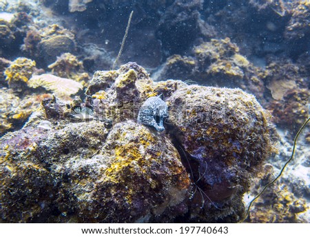 Spotted Moray eel, Curacao, Dutch Caribbean