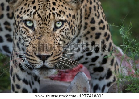 Leopard portrait and intense stare