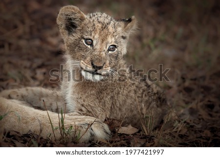 Lion cub face and cuteness