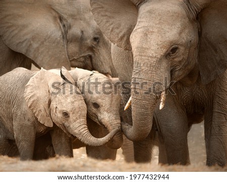 Elephant mother and babies, South Africa