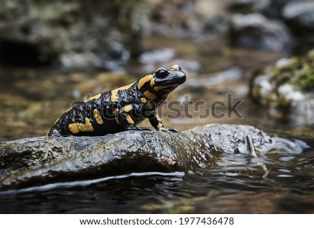 A closeup shot of a fire salamander on a rock in a river