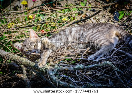 A tabby  cat looking cozy in a nest of branches