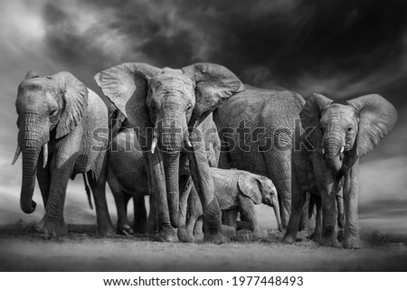 The friendship between a herd of Elephants, family, and love. Royalty-Free Stock Photo #1977448493
