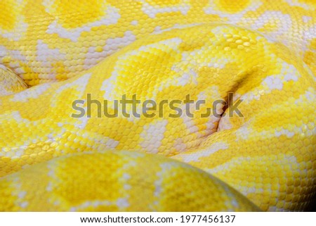Brown snake skin, animal print fabric texture background. Close up view of Python Ball body, snake skin texture pattern for background. Selective focus. Abstract background Python ball and copy space