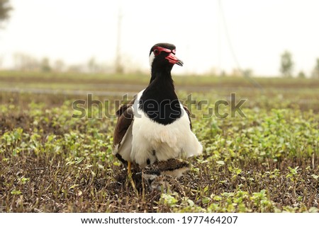 Red wattled lapwing, Vanellus indicus in the day light