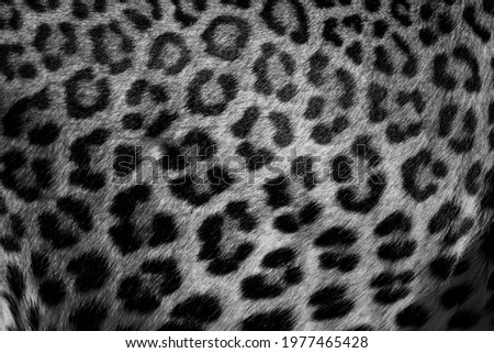 The details of a Leopard coat