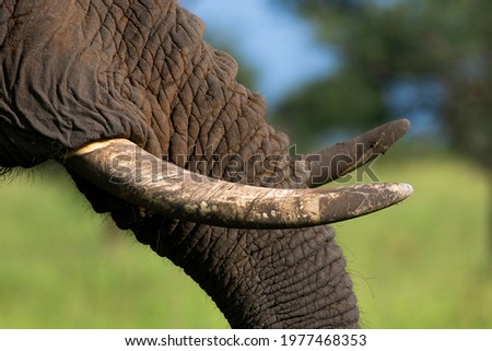 Close up of Elephant tusk