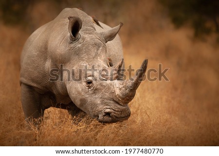 Big Rhino in their natural habitat Royalty-Free Stock Photo #1977480770