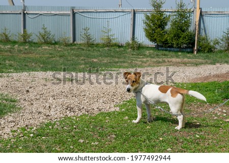 A Jack Russell Terrier dog stands on the green grass on a chain on a spring day