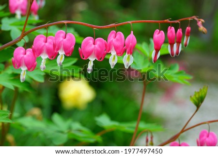 Heart-shaped pink and white flowers of dicentra spectabilis bleeding heart