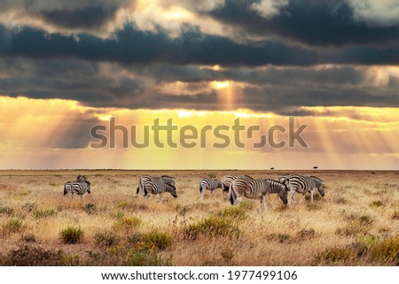 African plains zebras herd on the dry brown savannah grasslands browsing and grazing. Sunset sky on background. Wildlife photography Royalty-Free Stock Photo #1977499106