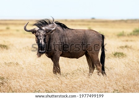 Large african antelope Gnu (Blue wildebeest, Connochaetes taurinus) walking in yellow dry grass at the evening in Namibian savanna. Wildlife photography in Africa Royalty-Free Stock Photo #1977499199