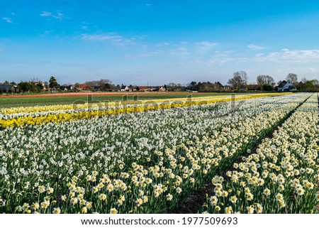 Blooming fields with daffodils and tulips in the countryside of the Netherlands, soft focus. Spring Dutch landscape with colorful stripes of flowers.