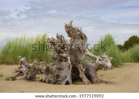 Trunk of a tree on the yellow beach with the background of the dune. Sculpture of nature. Brussa, Italy.