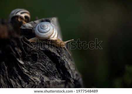 Snail on the slope. Blurred background, focus on the reptile. Background picture.