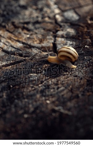 Textured background, focus on the reptile. Background picture. Snail in motion.