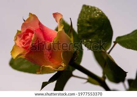Single pink rose with raindrops on a light background, photo made in Weert the Netherlands