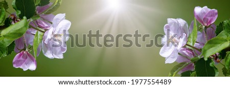 Floral background of apple blossom, place for copy space, sunbeams on blurred background