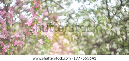 The blossoming blur apple-tree in a spring garden 