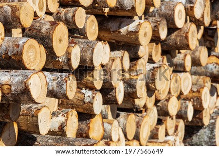 piles of logs lie outdoors. Timber warehouse. High quality photo