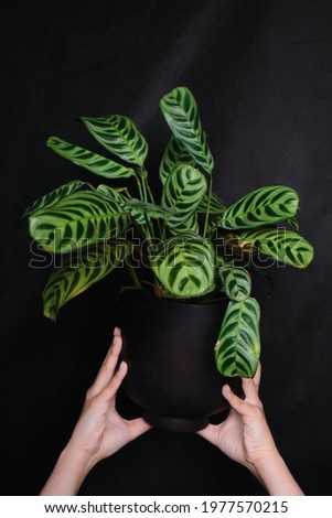 outstretched female hand with a potted plant. Ctenanthe burle-marxii