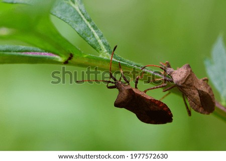 close-up of two bugs on a green plant. Macro shot of brown nymph Marmorated stink bug Halyomorpha halys. shield bug crawling on a plant on a green background. macro photo of insects in nature Royalty-Free Stock Photo #1977572630