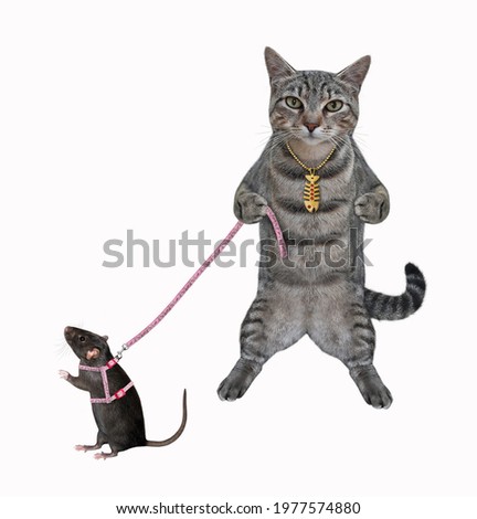 A gray cat holds its black rat on a leash. White background. Isolated.