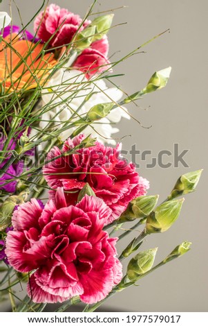 close-up detail of colorful fragrant flower carnation