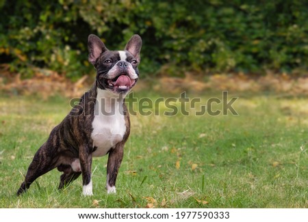 Beautiful purebred Boston Terrier posing in garden full body copyspace