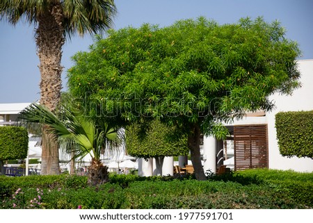 Tropical garden with a tree and palm trees