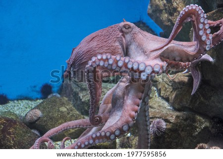 Large octopus under water color photo
