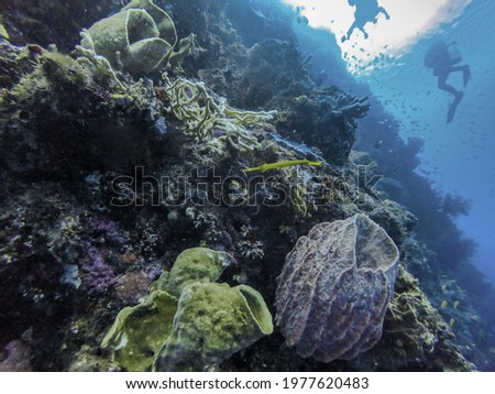 A view of a mysterious underwater coral landscape