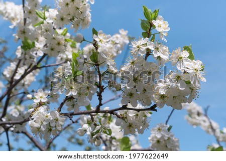Blossoming cherry tree branch in white flowers. Beauty of spring nature.