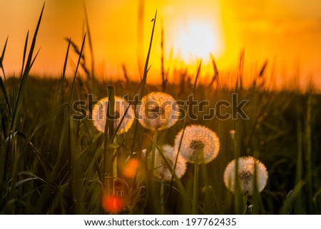 Dandelions at sunset