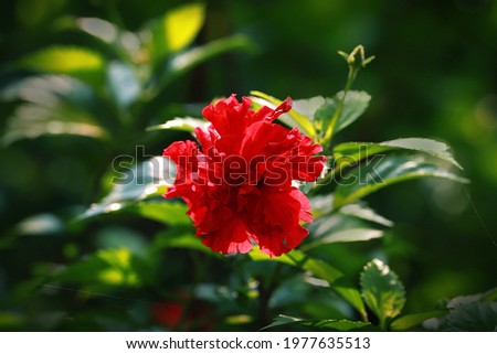 Backlighting on Double Red Hibiscus Flower
