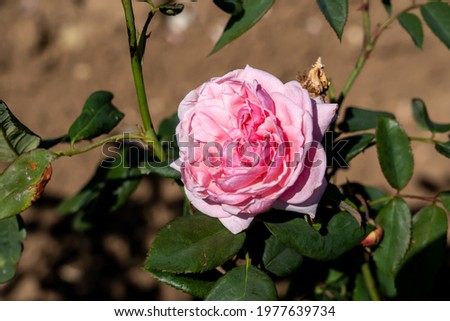 Kiss Me Kate rose flowers in field, Ontario, Canada. 
Scientific name: Rosa 'Kiss Me Kate'
 Royalty-Free Stock Photo #1977639734