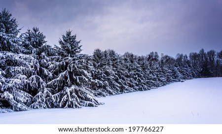 Snow-covered pine trees in rural Carroll County, Maryland.