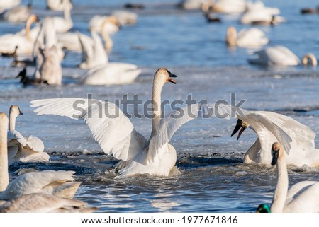 Many tundra trumpeter swans flapping, living their natural life in a wilderness, outdoor, natural environment during migration to the Bering Sea for summer. Wild birds on icy lake, Yukon River.