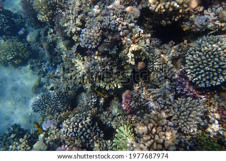 Red sea coral reef in Makadi Bay, Egypt, 