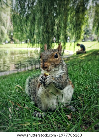 Squirrel enjoying a snack in a garden