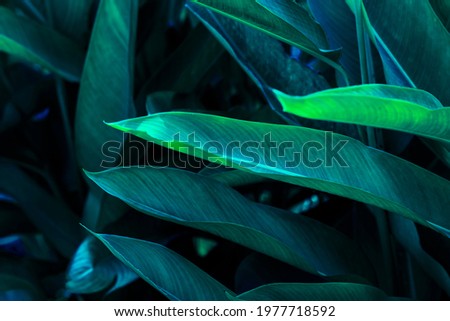 Beautiful Green Leafy Hariconia Flower Background for wallpaper and backdrop.