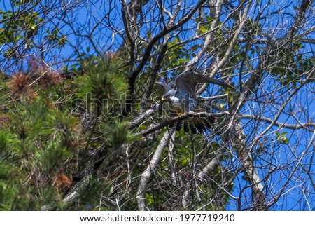 Adult peregrine falcon during the breeding season is performing as angel pose on his favorite branch